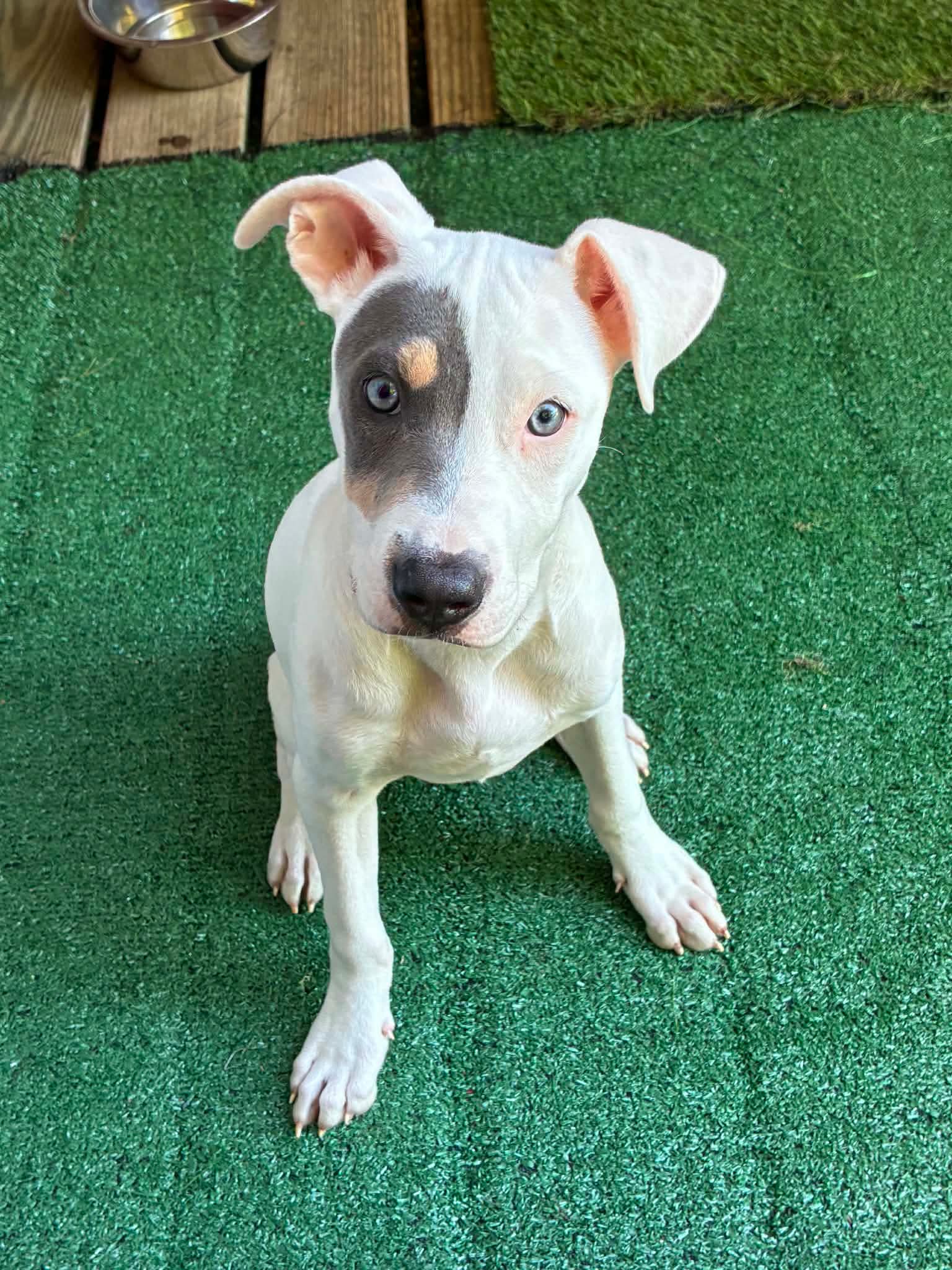Spotify - American Pit Bull Terrier