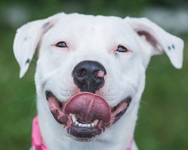Thia - American Pit Bull Terrier