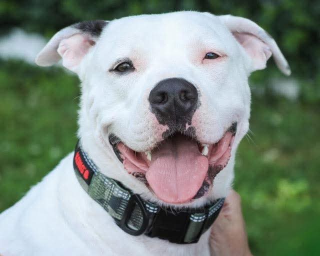 Dek - American Pit Bull Terrier