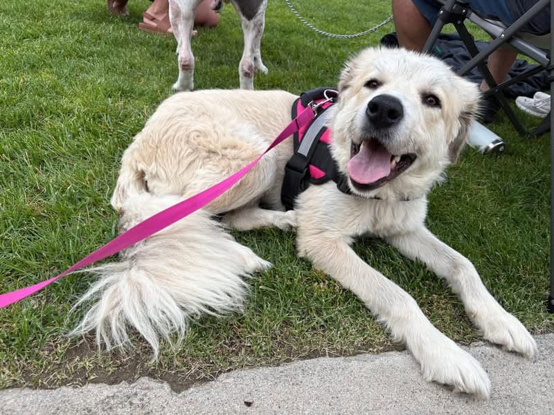 Anastasia - Great Pyrenees