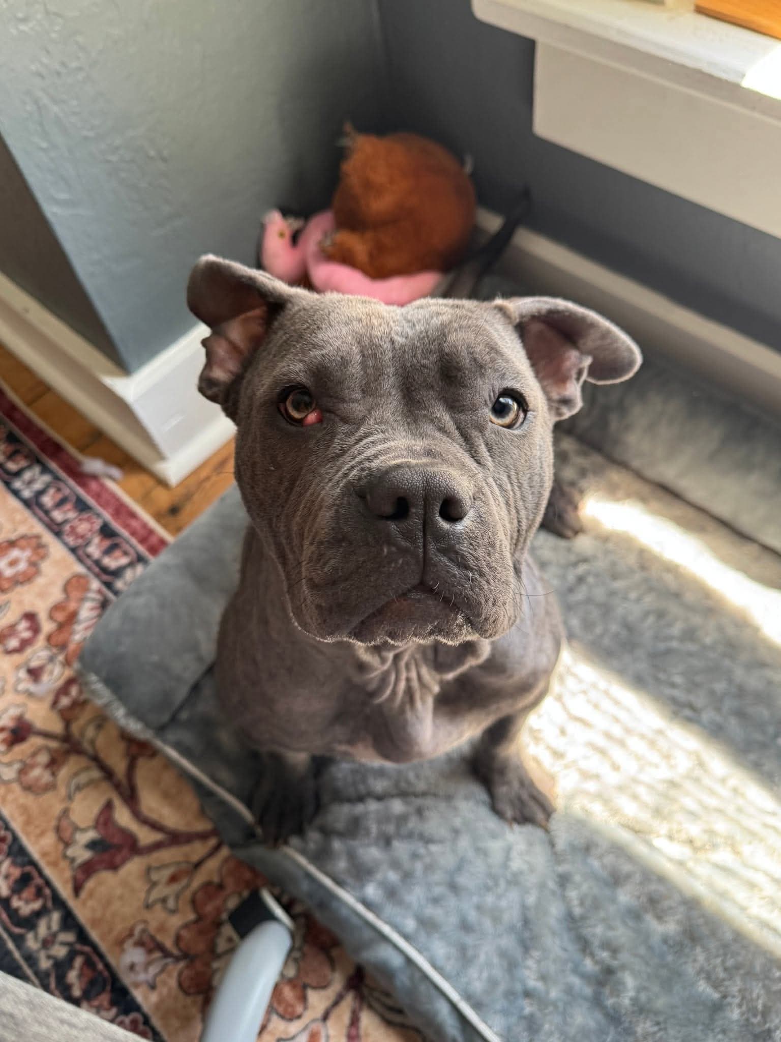 Katydid - Pit Bull Terrier