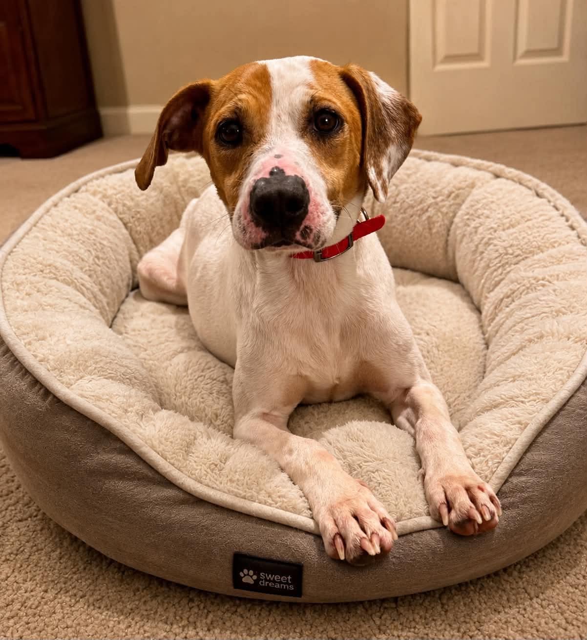 Lillypad - American Pit Bull Terrier