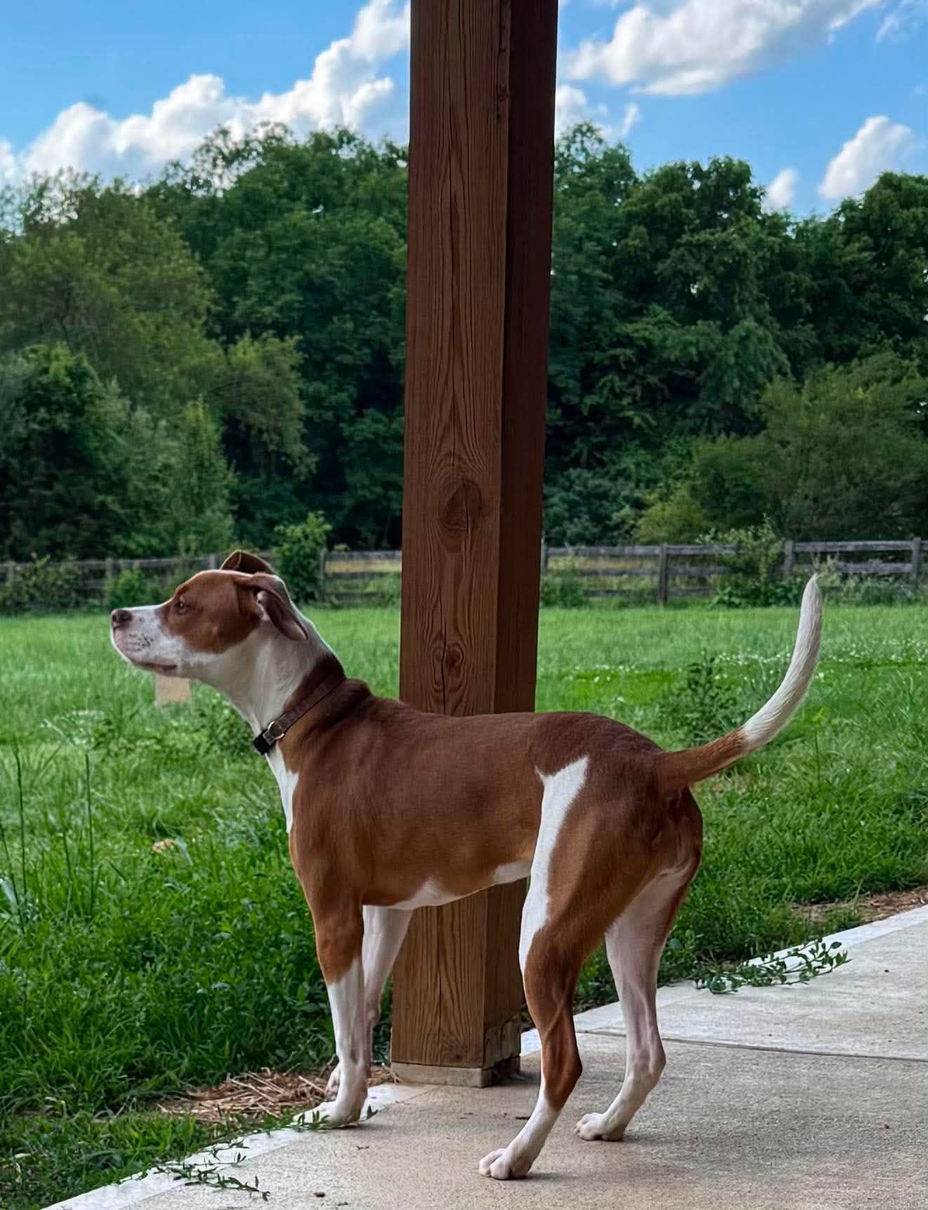 May Leigh - American Pit Bull Terrier