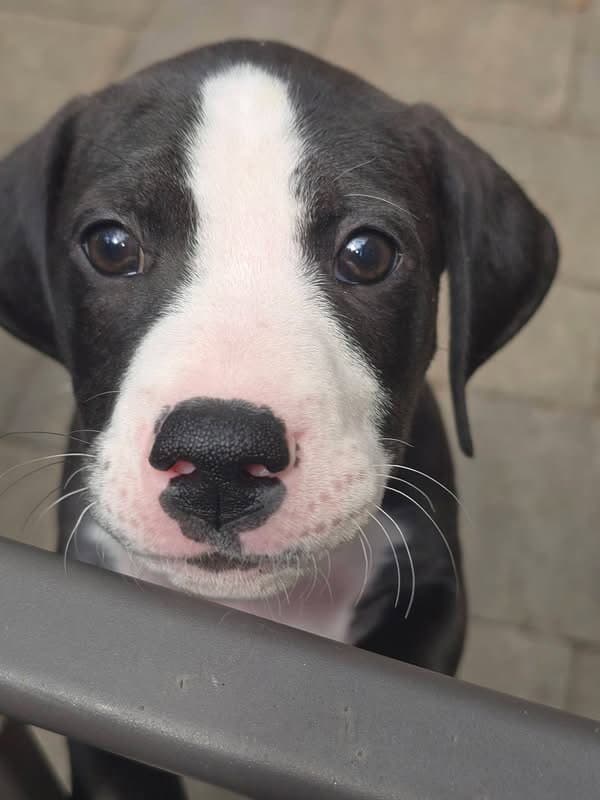 Zinnia Bloom - American Pit Bull Terrier