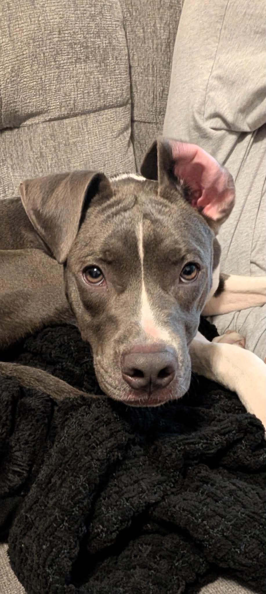 Hale - American Pit Bull Terrier