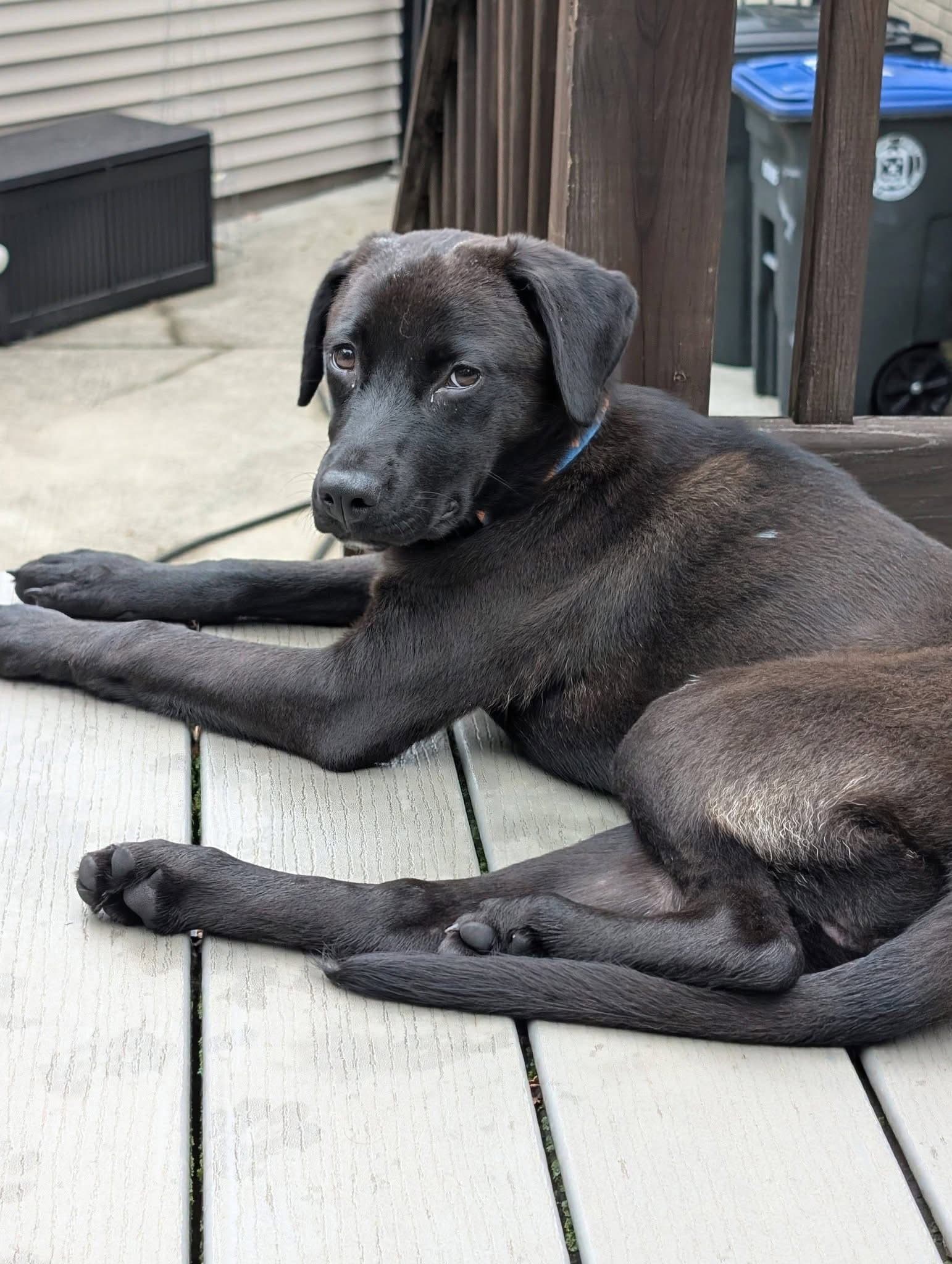 Uma - Black Labrador Retriever