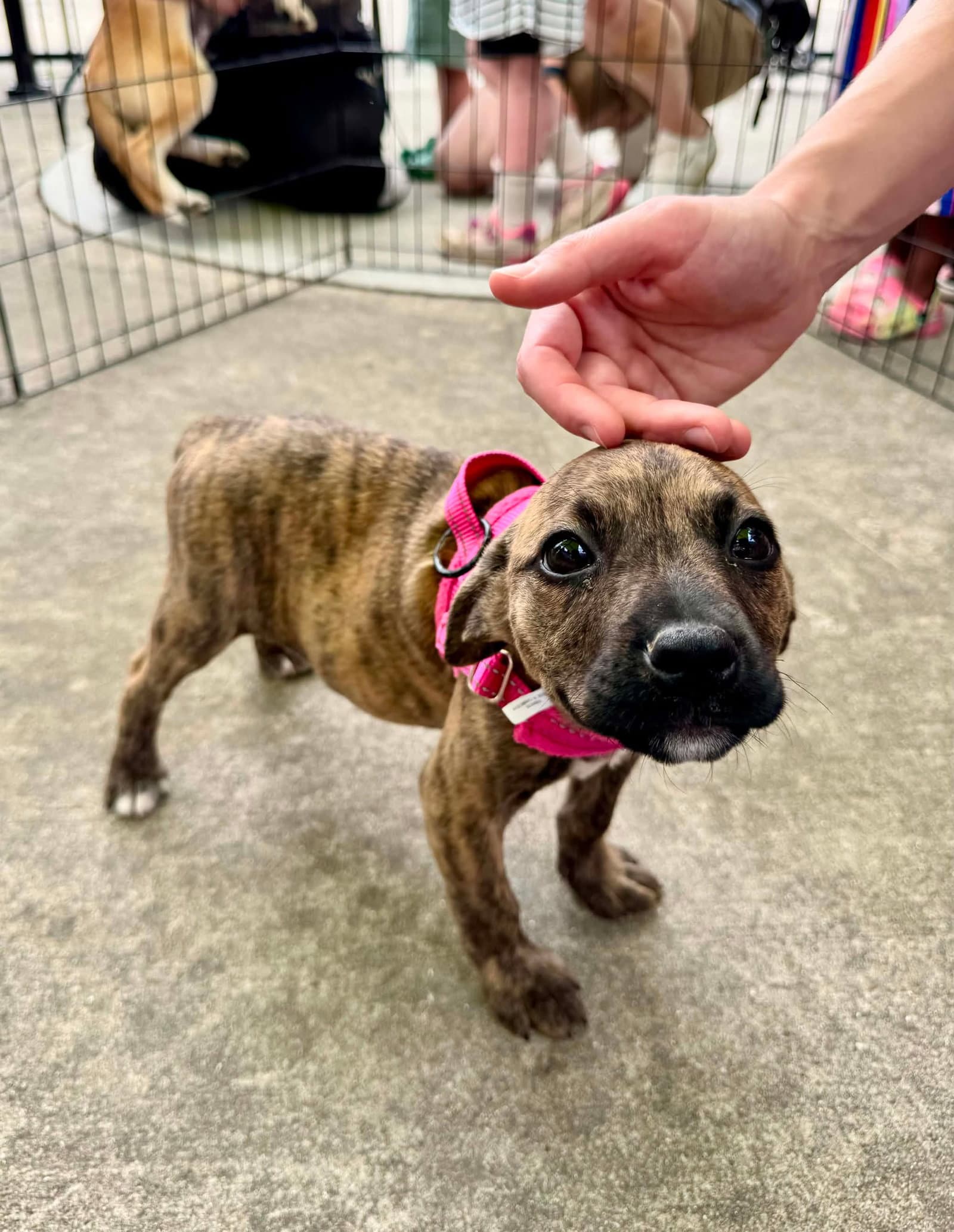 Rebbie Jackson - Mountain Cur