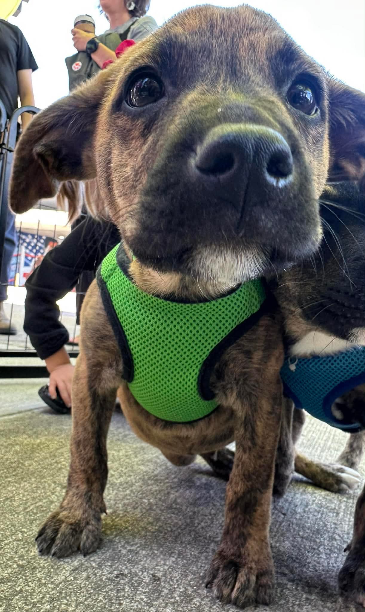 Jetmaine - Mountain Cur