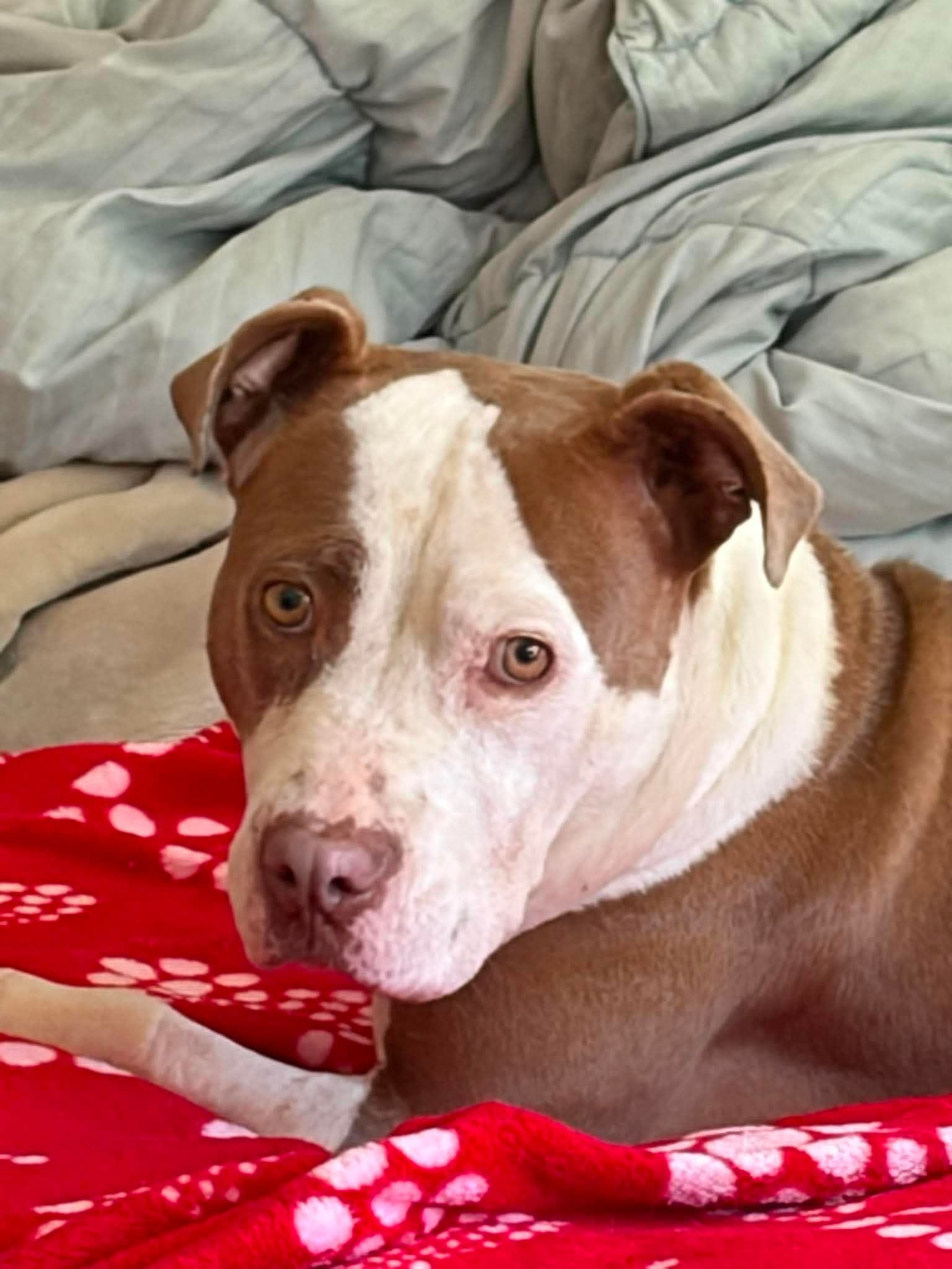 Charm - American Pit Bull Terrier