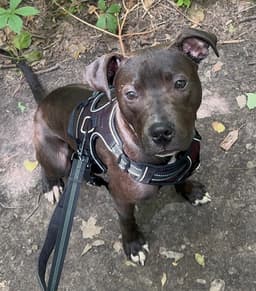 Alfie Boy image 1