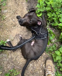 Alfie Boy image 3