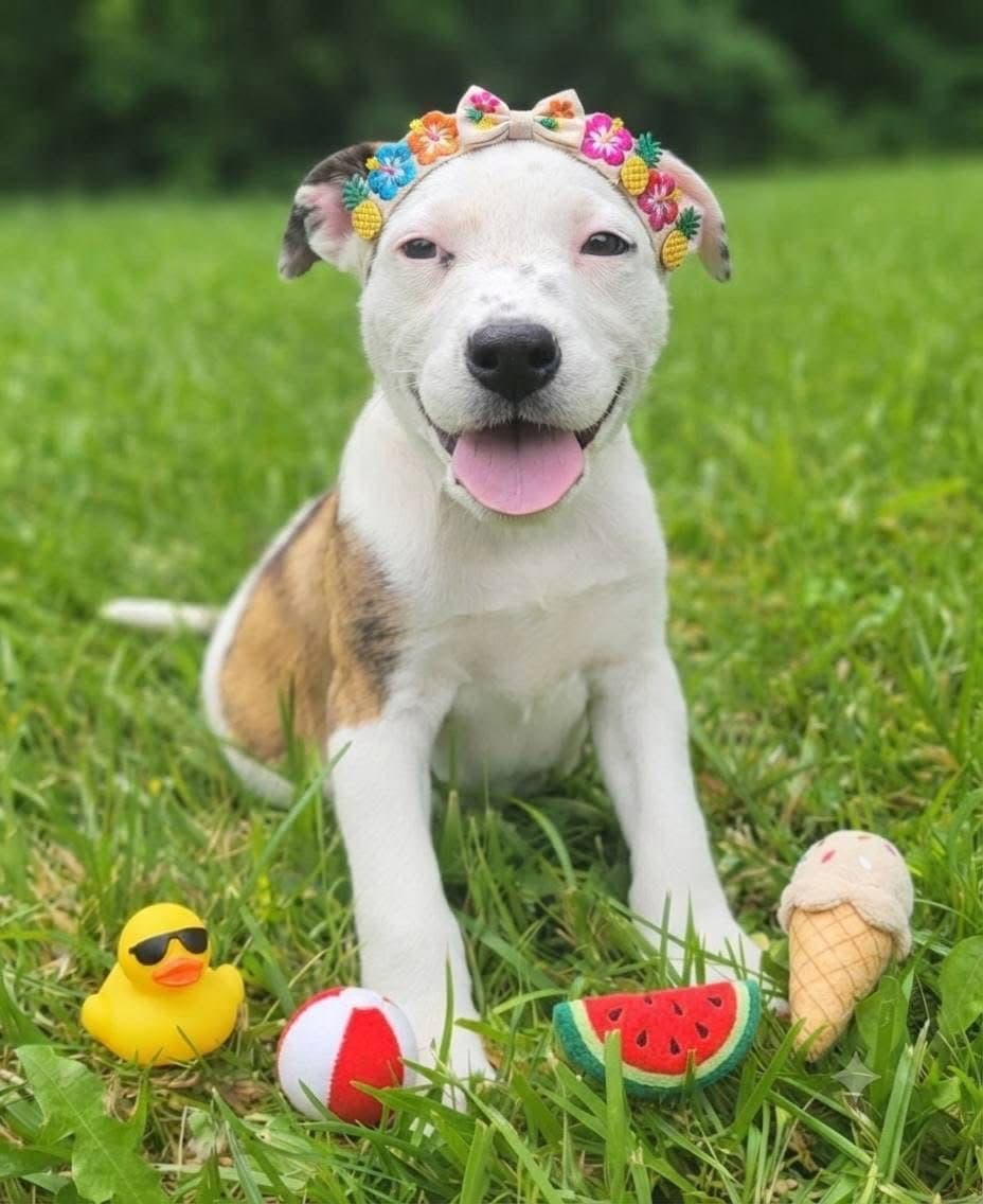 La Toya Jackson - Mountain Cur