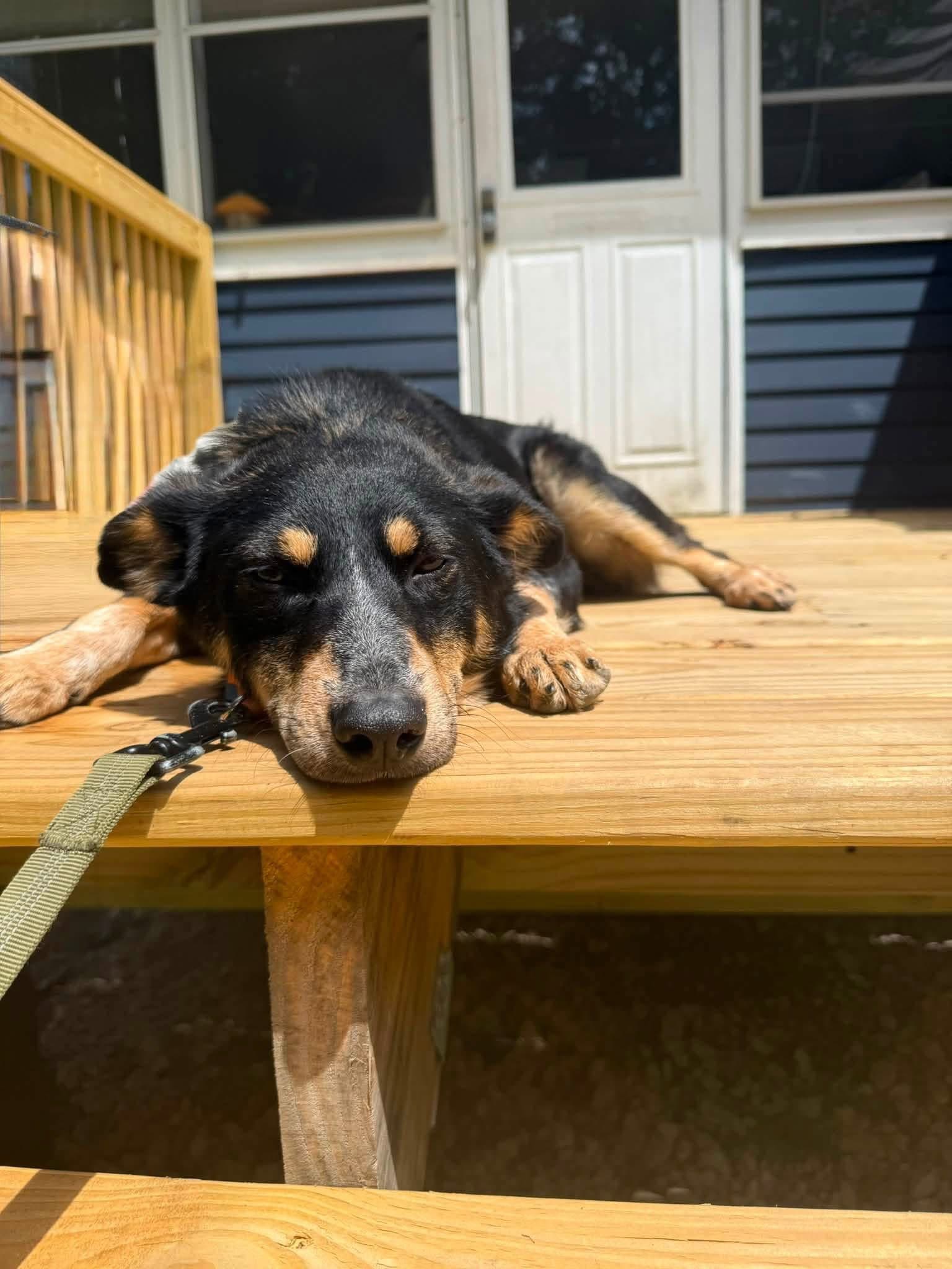 Pipi Halpert - Cattle Dog