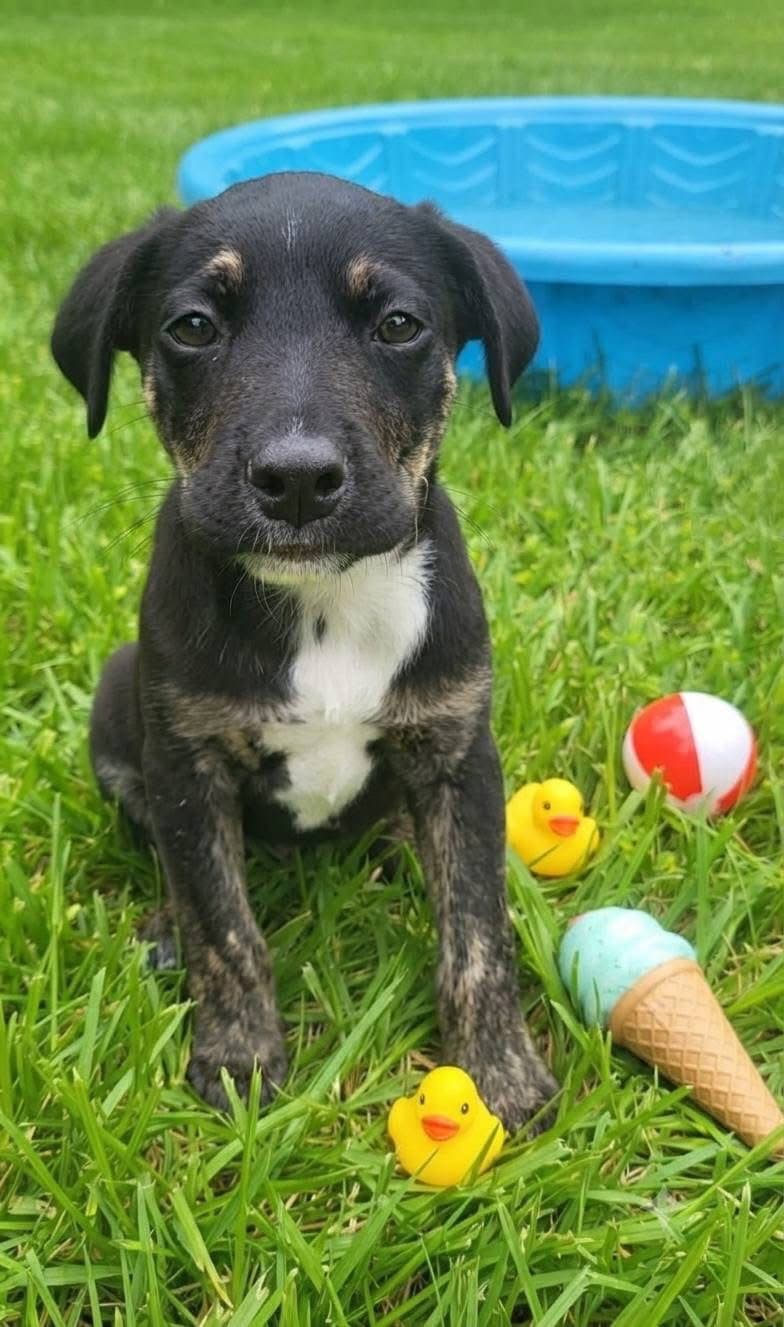 Michael Jackson - Mountain Cur