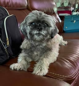 Gidget image 1
