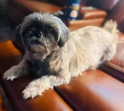 Gidget image 2