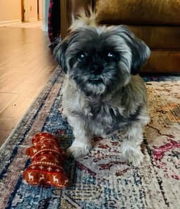 Gidget image 3