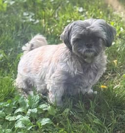 Gidget image 4