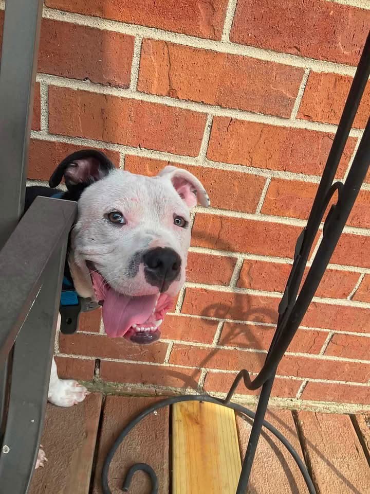 Ayden - American Pit Bull Terrier
