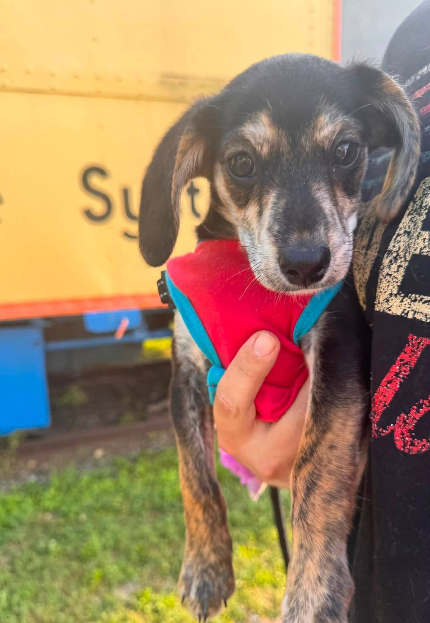 Cecil - Dachshund