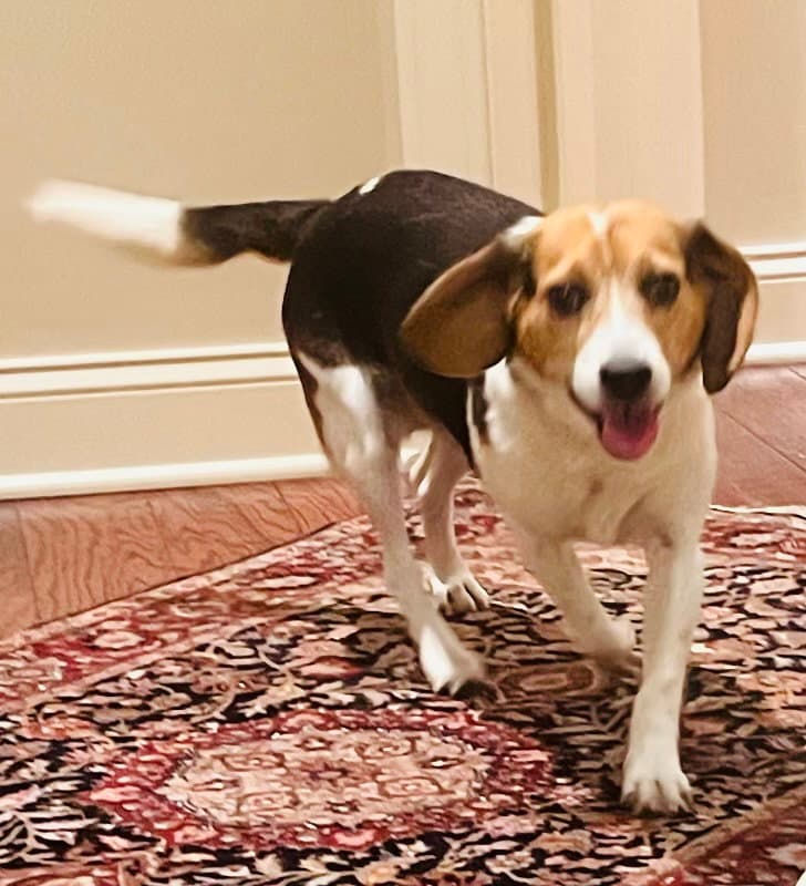 Amaretto - Beagle