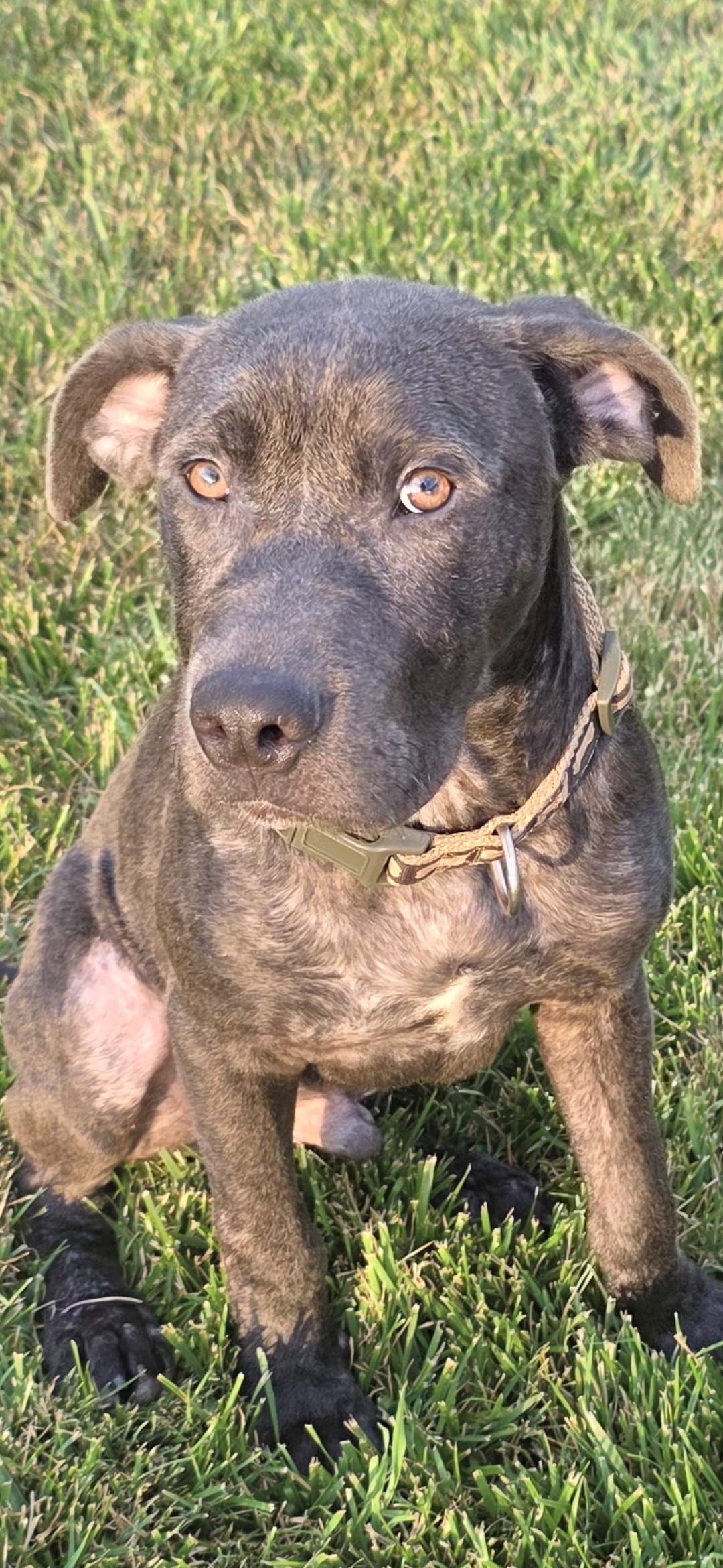 Bodey - Pit Bull Terrier