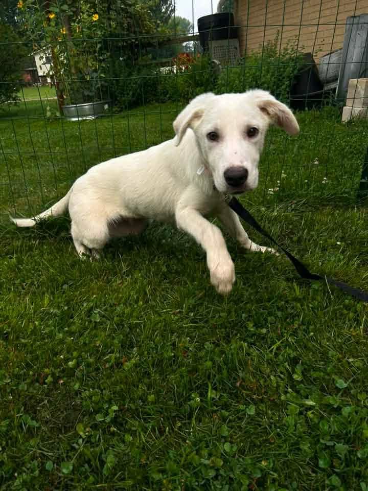 Ritman - Labrador Retriever