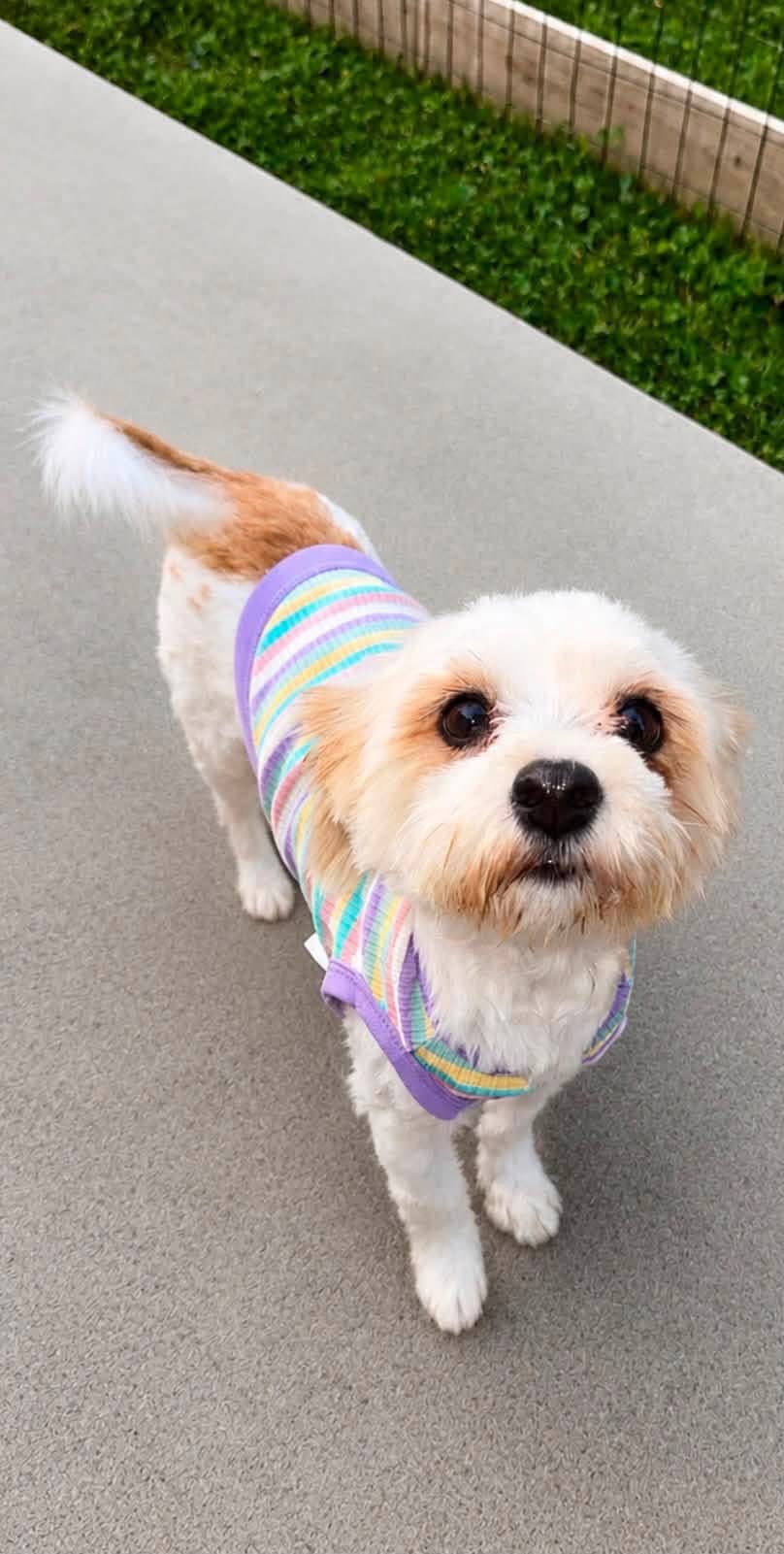 Josie Mae - Terrier