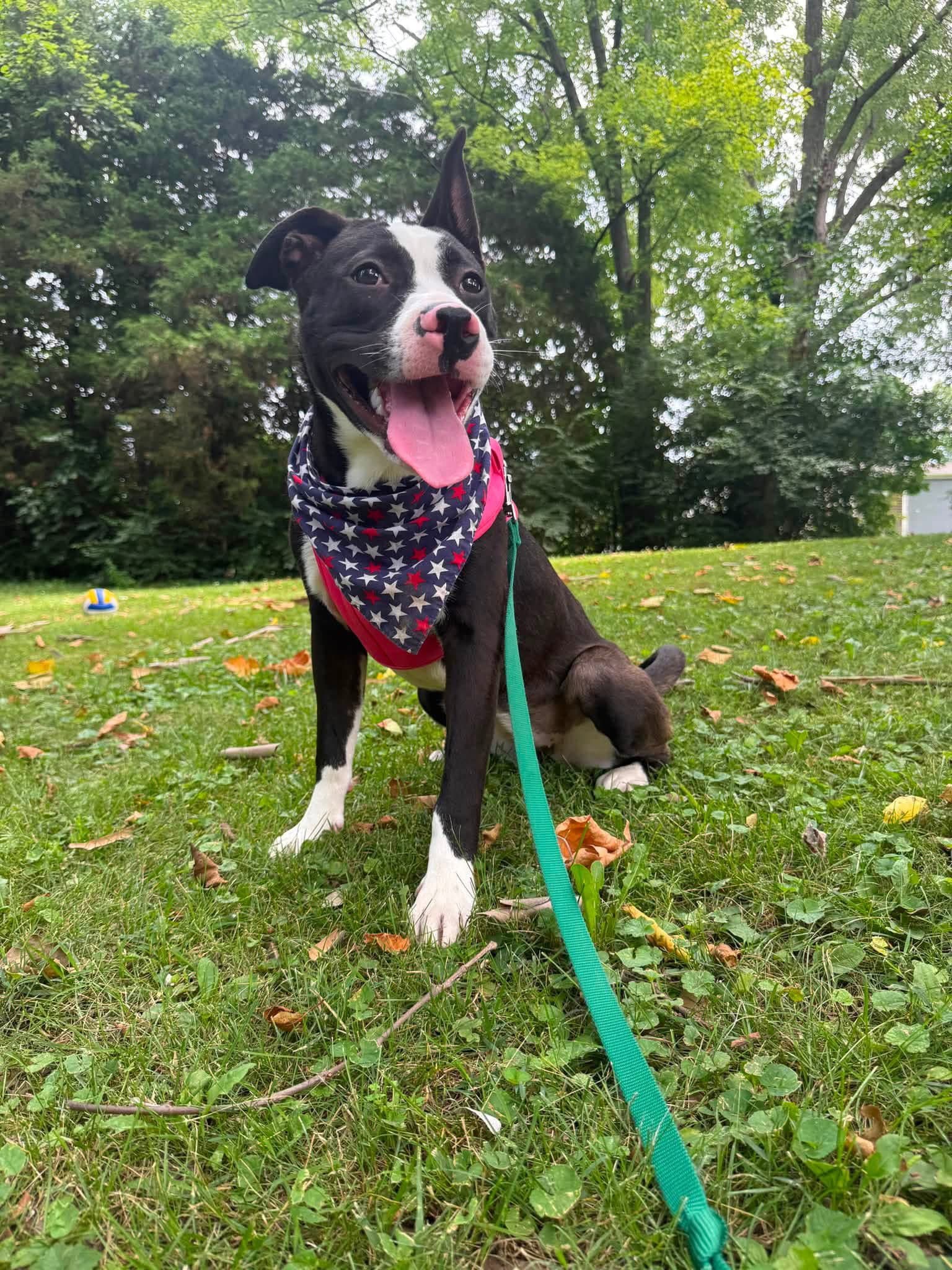 Cherry Pie - American Pit Bull Terrier