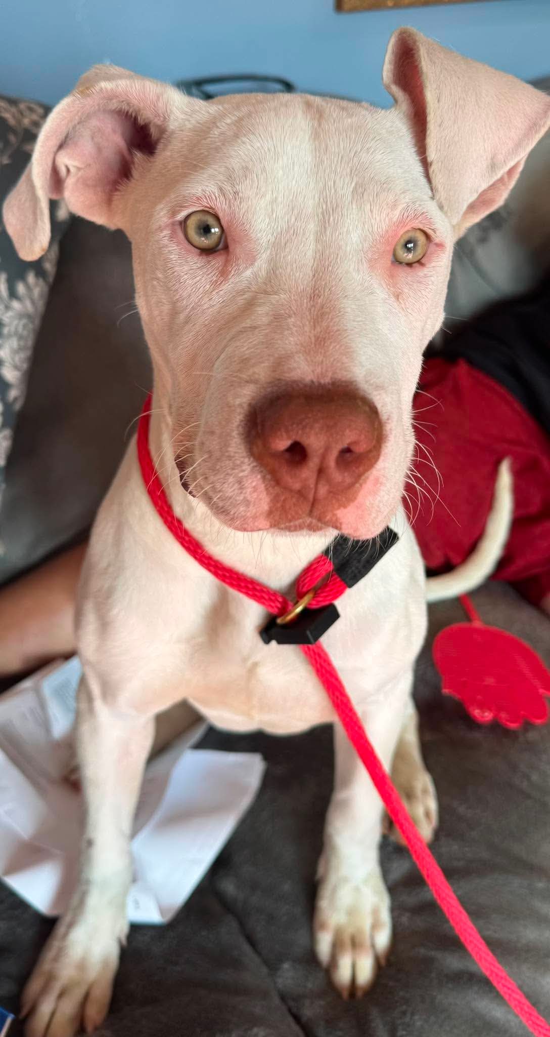 Milady - American Pit Bull Terrier