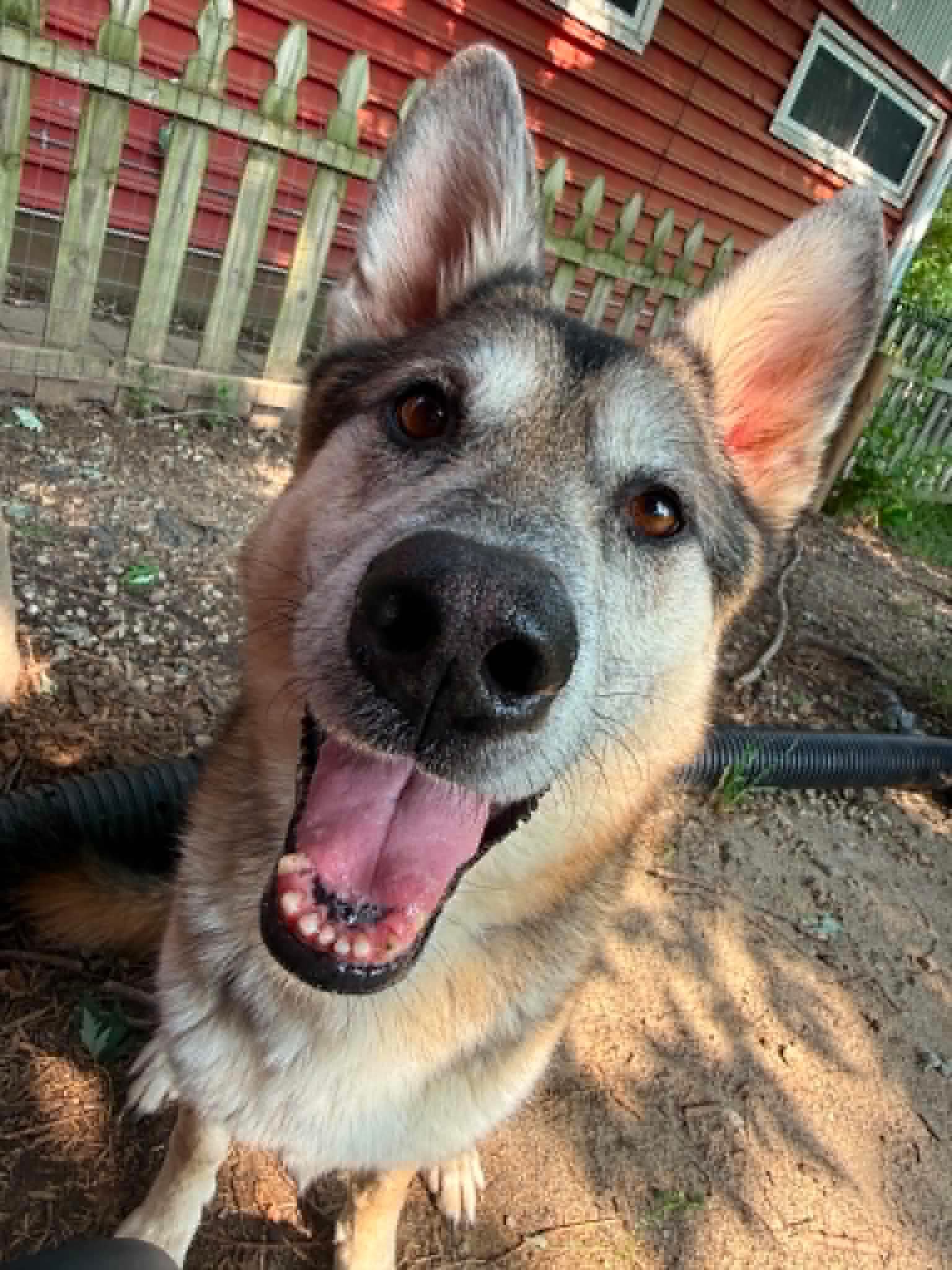 Creek - Husky
