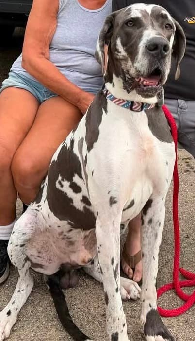 Oliver Jackson - Great Dane