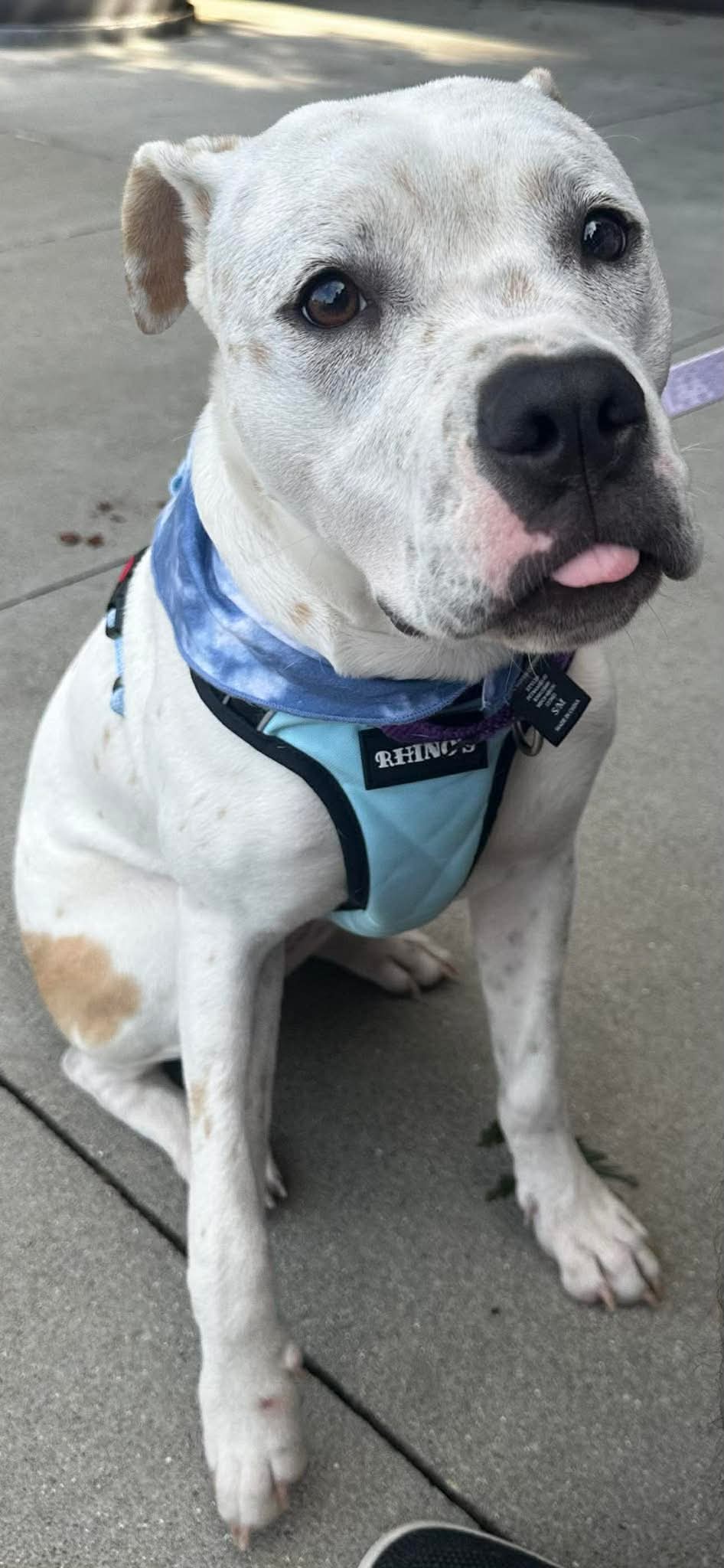 Eevee - Boxer