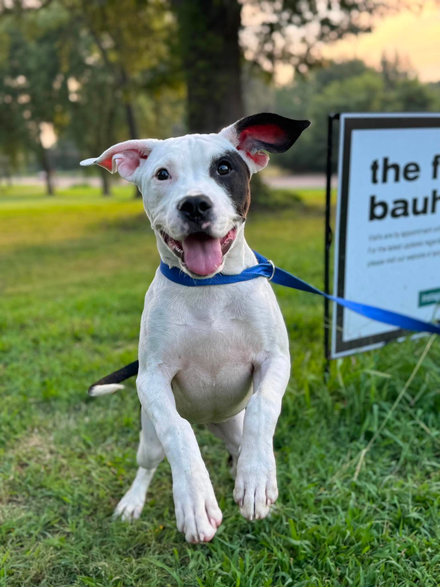 Novella - American Pit Bull Terrier