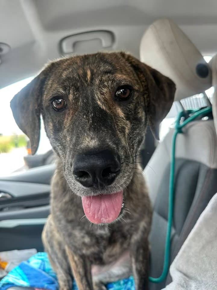Lakin - Plott Hound