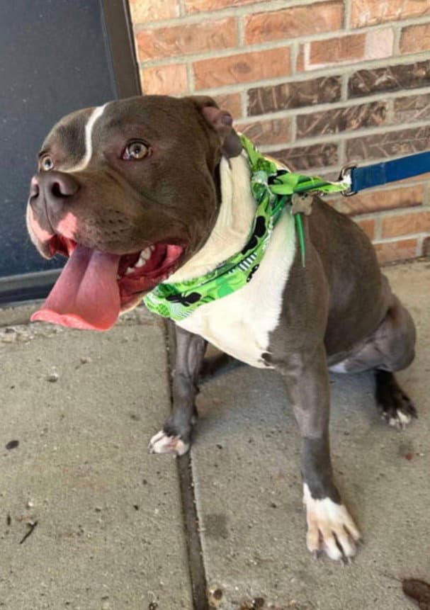 Sugar Dumplin - American Pit Bull Terrier