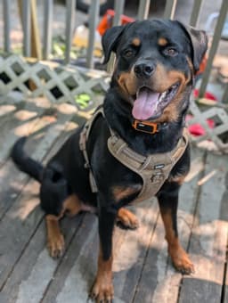 Murphy image 1