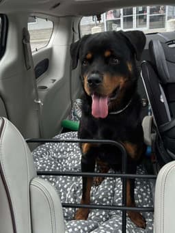 Murphy image 3