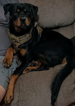 Murphy image 4