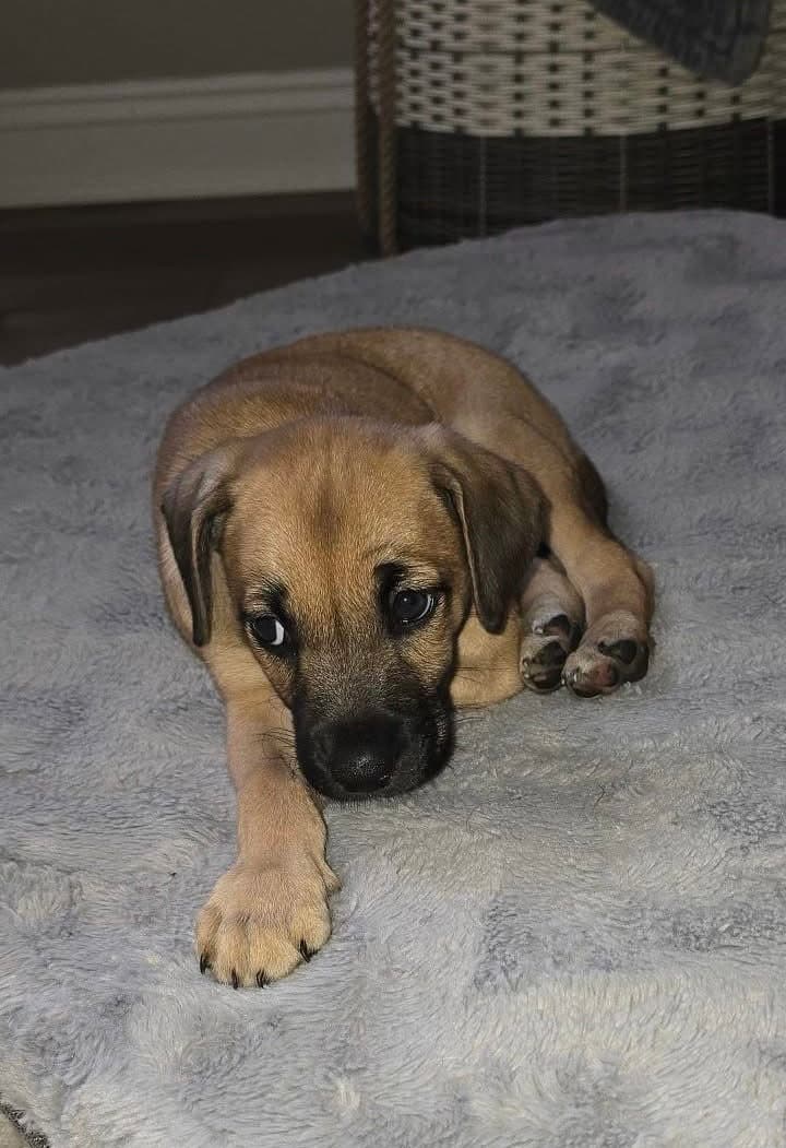 Aldeen - American Pit Bull Terrier