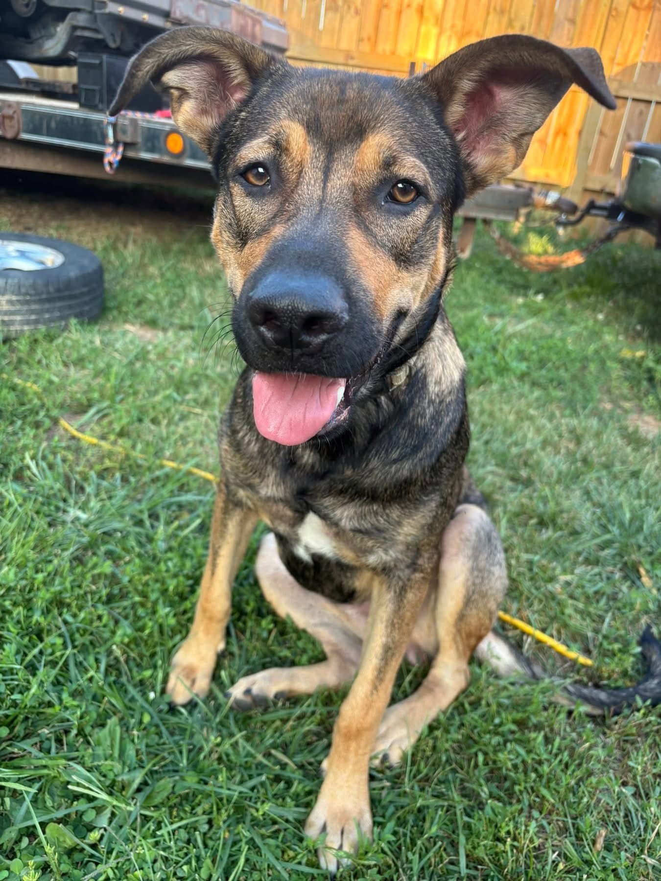 Canyon - German Shepherd Dog