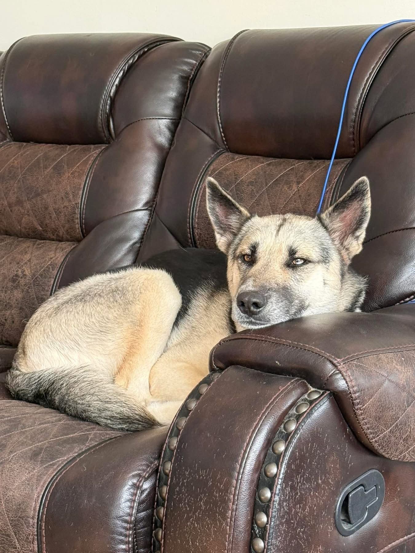 Dawn - German Shepherd Dog