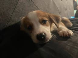 Imogen image 3
