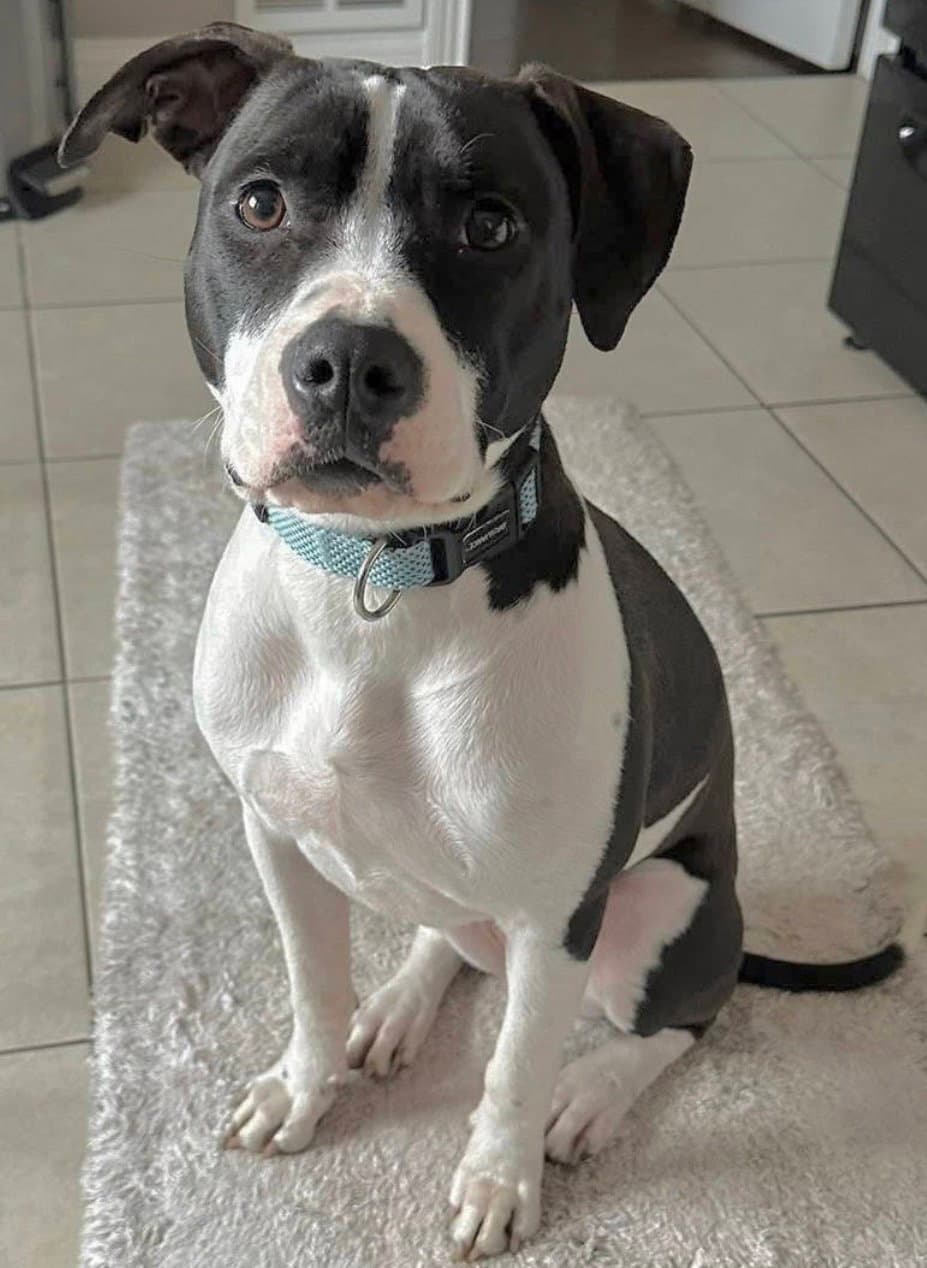 Dotty - American Pit Bull Terrier