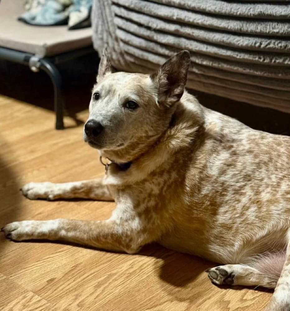 Gunner - Cattle Dog