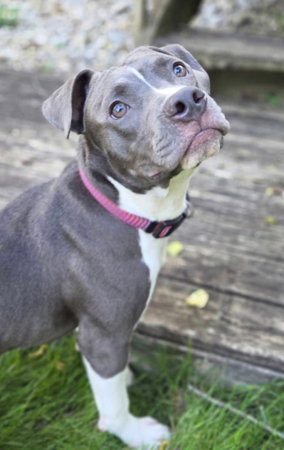 Hei Hei - American Pit Bull Terrier