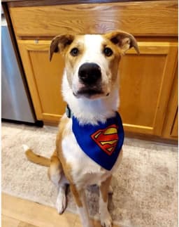 Krypto image 1