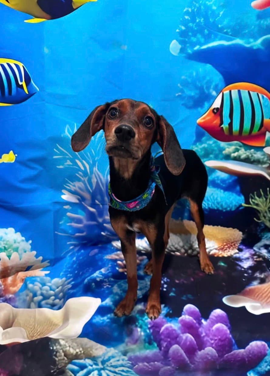 Miss Minnie - Coonhound