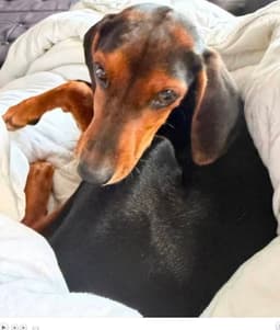 Miss Minnie image 2