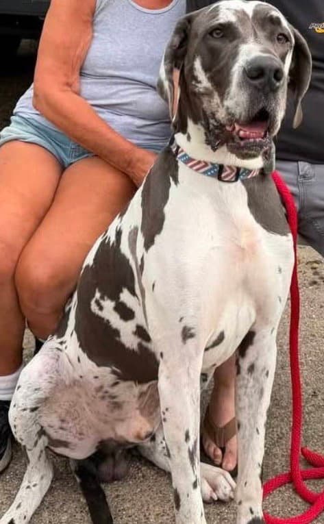 Oliver Jackson - Great Dane